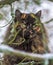 Tortoiseshell (tortie) Persian smoky cat on a tree branch