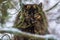 Tortoiseshell (tortie) Persian smoky cat on a tree branch