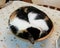 Tortoiseshell and white cat curled up asleep in a wooden bowl