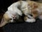 Tortoiseshell white cat lay down on carpet floor for feed their milk to her kitten.