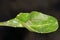 Tortrix caterpillar Cnephasia Tortricidae on a beetroot leaf.