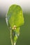 Tortrix caterpillar Cnephasia Tortricidae on a beetroot leaf.