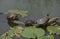 TORTUE DE FLORIDE trachemys scripta elegans