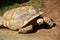 Tortue de terre