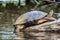 Tortuguero, Costa Rica, wild turtles.