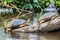 Tortuguero, Costa Rica, wild turtles.