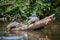 Tortuguero, Costa Rica, wild turtles.