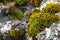 Tortula muralis, Polytrichum and Caloplaca thallincola mosses on the rock