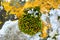 Tortula muralis, Polytrichum and Caloplaca thallincola mosses on the rock