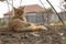 A tortured ginger cat is resting under a tree. The pet guards its territory. Home farm. Village house