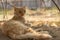 A tortured ginger cat is resting under a tree. The pet guards its territory. Home farm. Village house