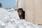 Tortured and listless cat peeks out from behind the concrete fence in winter