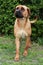 Tosa inu bandog against green natural background