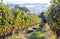 Toscana morning with mist at harvest time. Grapeyards at beautiful fields of Tuscany, with green valleys, hills around.