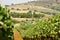 Toscany vineyard landscape