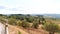 Toskana landscape: vineyards, olive trees and small village
