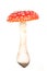 Total view of a red and white fly agaric toadstool