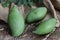 Totapuri raw mangoes or Magnifera indica. It is an oblong shaped mango with prominent beak