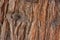 Totara Bark