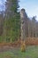 Totem pole in Blairadam Forest in Fife Scotland