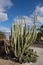 Totem Pole cacti at a Street Corner