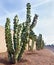 Totem Pole cacti at xeriscaped road side