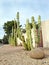 Totem Pole cacti at xeriscaped road side