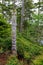 Totem Pole Haida Gwaii Wood Carving British Columbia Canada