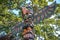 Totem pole at thunderbird park victoria bc canada