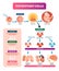 Totipotent cells vector illustration. Multi, uni and pluripotent diagram.