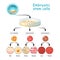 From Totipotent to Pluripotent, Multipotent, and Unipotent cell. endoderm, mesoderm and ectoderm