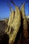 Totora horses, Huanchaco beach, Trujillo - Peru