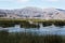 Totora plantation Puno View from the Cruise Boat of Lake Titicaca, Puno, Peru, South America