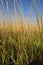 Totora reeds growing in Lake Titicaca