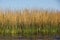 Totora reeds growing in Lake Titicaca