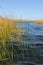 Totora reeds growing in Lake Titicaca