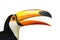 Toucan