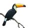 Toucan