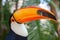 Toucan