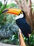 Toucan