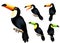 Toucan 3D Realistic Vector Mesh Set Tropical Animal with Different Poses in Isolated White Background