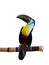 Toucan