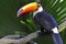 Toucan