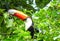 Toucan