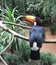 Toucan