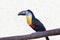 Toucan-ariel (lat. Ramphastos vitellinus) with a beautiful yellow breast and a powerful large beak