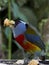 Toucan Barbet