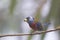 Toucan Barbet  844252