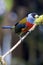 Toucan Barbet  844272