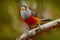 Toucan Barbet, Semnornis ramphastinus, Bellavista, Ecuador, exotic grey and red bird, Wildlife scene from nature. Birdwatching in